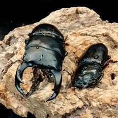 バージョンUPカブトクワガタくじ