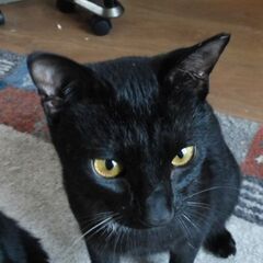 絵本に出てきそうな黒猫　アンリ君　黒猫　ほぼ成猫になりました