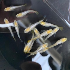 メダカ　華蕾　つぼみの画像