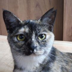 一度見たら忘れられないお顔　女の子　リゼ　ほぼ成猫