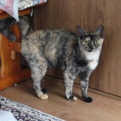 ユニーク!　リゼちゃん　女の子　成猫　1歳　小柄でスマート