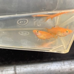 メダカ　ふーはー
の画像