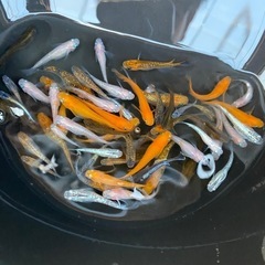 メダカ　ミックスの画像
