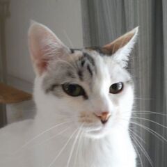 小柄 スレンダー　妖精のようなミューナ　ほぼ成猫になりました　白...
