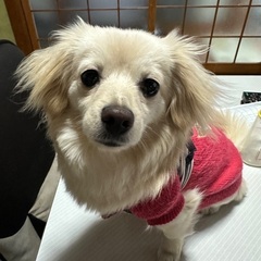 mix犬　里親募集中
