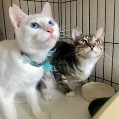 🏝石垣島から上京！ジャン&ディーン✨イケメン兄弟