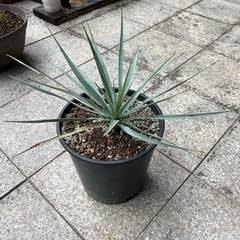 ユッカ　ロストラータの画像