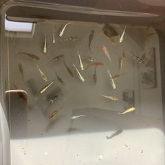 お任せメダカ　３０匹の画像