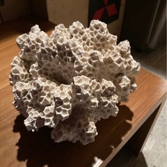 飾り珊瑚菊目の画像