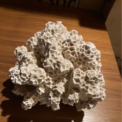 飾り珊瑚菊目の画像