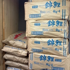 鯉の餌