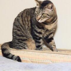 イケメンでもなく、スリゴロでもない僕ですが、幸せにしてください