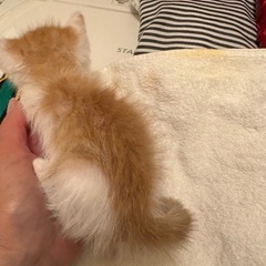 薄い色の茶白ちゃん
