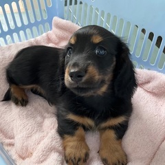 🟩ご家族さま募集中！ミニチュアダックス男の子③【子犬販売】…