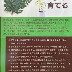 🪴奇跡の木　モリンガの種【期間限定10＋5粒】の画像