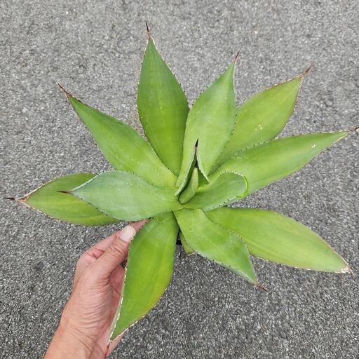 商談中　アガベ　ボッテリ　セルシー　　ムカゴ　ユッカ　オテロイ 商談中 アガベ ボッテリ セルシー ムカゴ ユッカ オテロイ