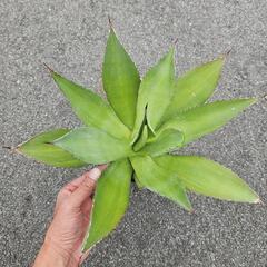アガベ　ボッテリ(セルシー)　1鉢⭕　キレイな葉色のアガベ