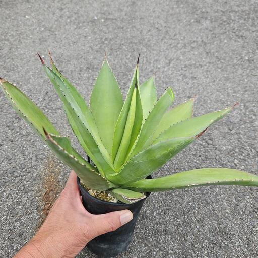 アガベボッテリ(セルシー)1鉢⭕キレイな葉色のアガベ (ターチ) 鹿沼の