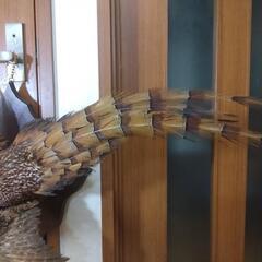 キジの剥製の画像