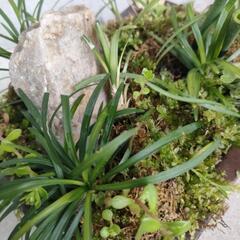 寄植え②の画像