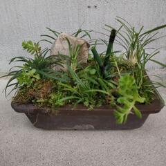 寄植え②の画像