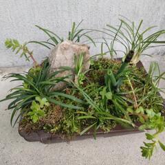 寄植え②