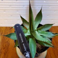 アガベ　家整理の為育ててくれる方の画像