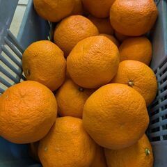 甘夏みかん　1個60円