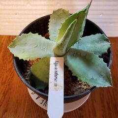 アガベ　家整理の為育ててくれる方の画像