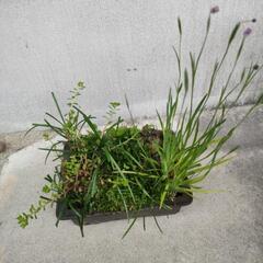 寄植え③