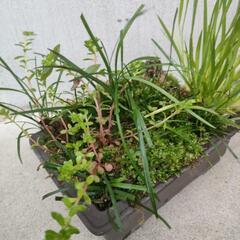 寄植え③の画像