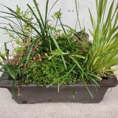 寄植え③の画像