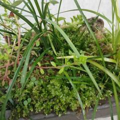 寄植え③の画像