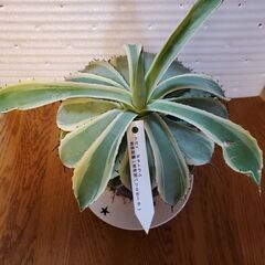 アガベ　家整理の為育ててくれる方の画像