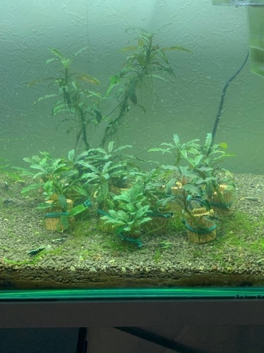 ブセファランドラ