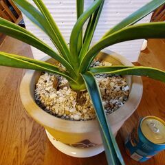 アガベ　家整理の為育ててくれる方の画像