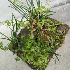 寄植え④の画像