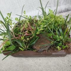 寄植え④の画像
