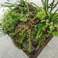 寄植え④の画像