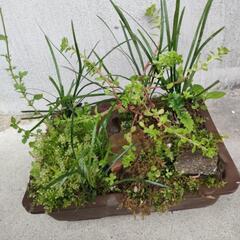 寄植え④