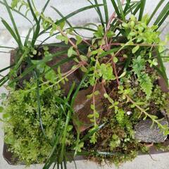 寄植え④の画像