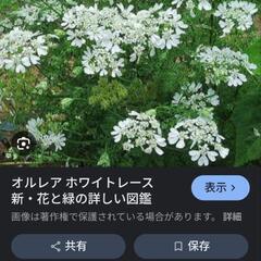 オルレア苗の画像