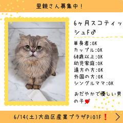 里親募集中！生後6ヶ月スコテッシュフォールド♂(⋈◍＞◡＜◍)。✧♡