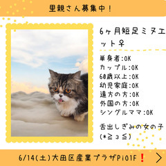 里親募集中！生後6ヶ月短足ミヌエット♀(⋈◍＞◡＜◍)。✧♡