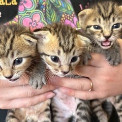 三兄弟🐈
