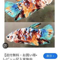 鯉ベタの画像