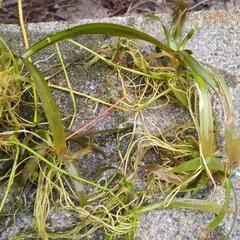 メダカ　水草　ナガバオモダカの画像
