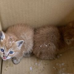 親猫に捨てられた4匹の子猫（１～２か月）の里親さんを募集します。
