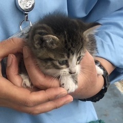 子猫拾いました！！！