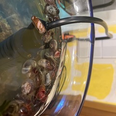 レッドラムズボーン
の画像